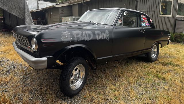 65-bad-dog-hero.jpg